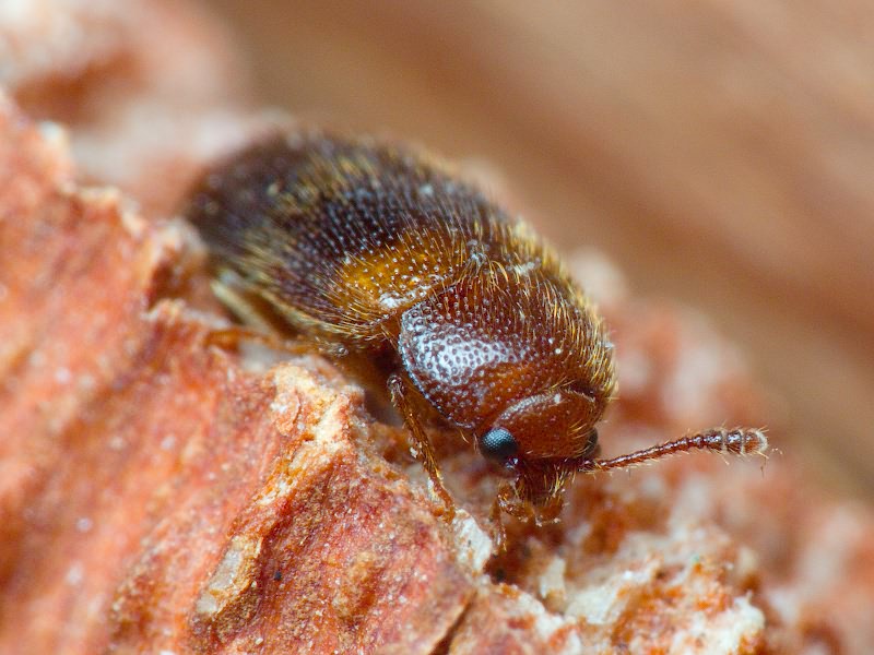 Triphyllus bicolor (Fabricius, 1777)